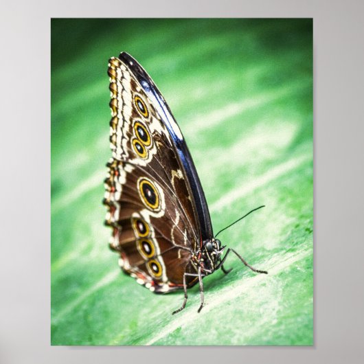 Beautiful Butterfly Insects Archival Fine Art ポスター (正面)