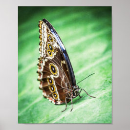 Beautiful Butterfly Insects Archival Fine Art ポスター