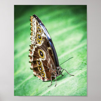 Beautiful Butterfly Insects Archival Fine Art ポスター