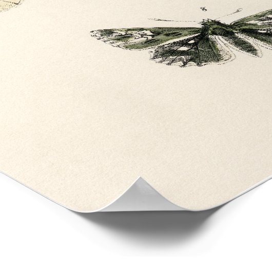 Beautiful Butterly Nature Print Poster ポスター (角)