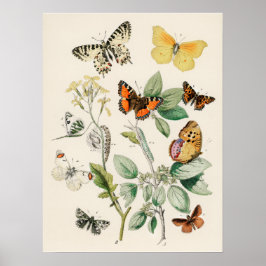 Beautiful Butterly Nature Print Poster ポスター