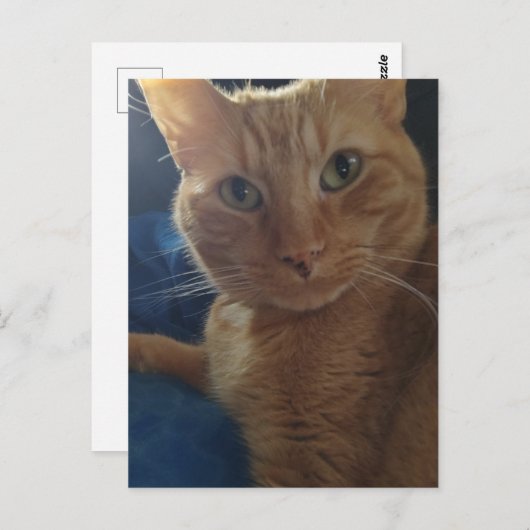 Beautiful Cute Ginger Tabby Cat ポストカード (正面/裏面)