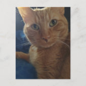 Beautiful Cute Ginger Tabby Cat ポストカード (正面)