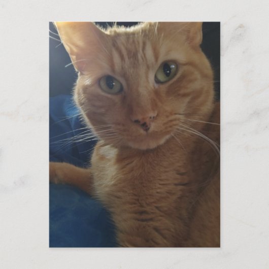 Beautiful Cute Ginger Tabby Cat ポストカード (正面)