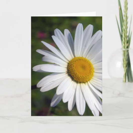 Beautiful Daisy カード (正面)