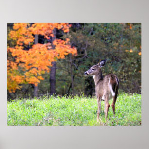 Beautiful Deer In the Autumn Field ポスター