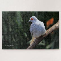 Beautiful Diamond Dove in the Spotlight