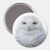Beautiful, Dreamy and Serene Snowy Owl マグネット (正面/裏面)