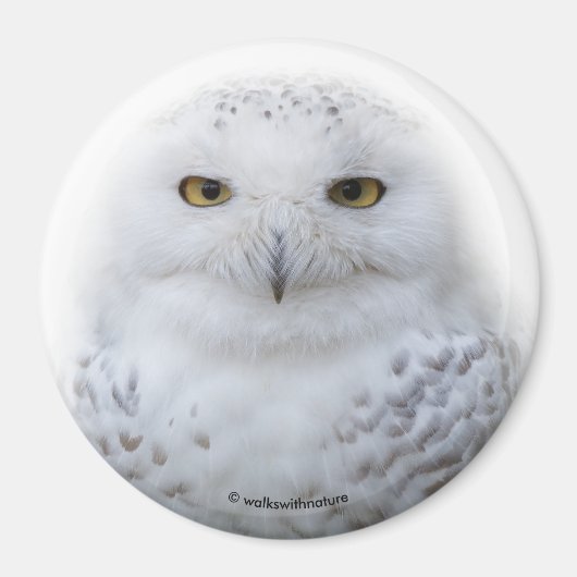 Beautiful, Dreamy and Serene Snowy Owl マグネット (正面)