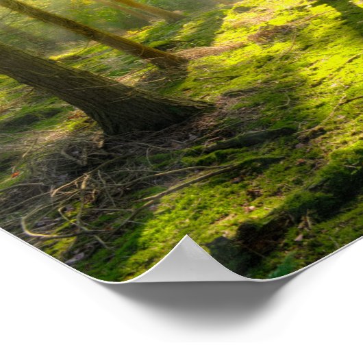 Beautiful Forest Light ポスター (角)