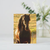 BEAUTIFUL FRIESIAN HORSE STALLION POSTCARD ポストカード (スタンド正面)