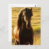 BEAUTIFUL FRIESIAN HORSE STALLION POSTCARD ポストカード (正面/裏面)