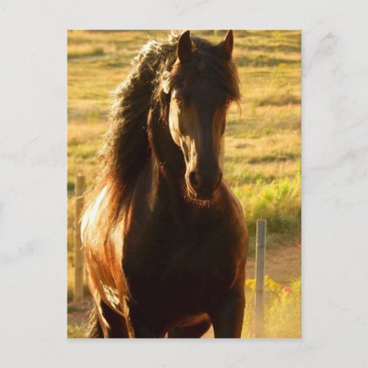 BEAUTIFUL FRIESIAN HORSE STALLION POSTCARD ポストカード (正面)