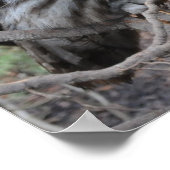 Beautiful grey owl ポスター (角)