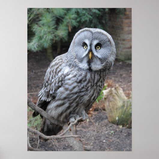 Beautiful grey owl ポスター (正面)