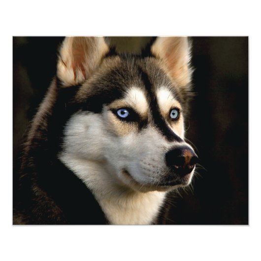Beautiful Husky Throw Pillow フォトプリント (正面)
