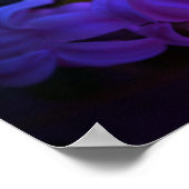 Beautiful Hyacinth (Hyacinthus) Flower ポスター (角)