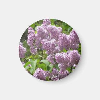 Beautiful Lilac Bush- マグネット