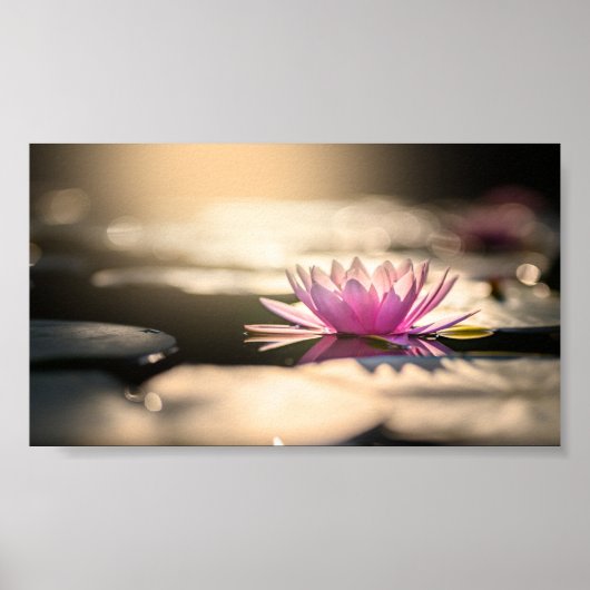 Beautiful Lotus,Lake,Zen ポスター (正面)
