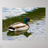 Beautiful Male Mallard Duck Postcard ポスター (正面)