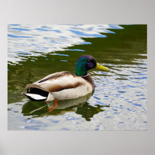 Beautiful Male Mallard Duck Postcard ポスター