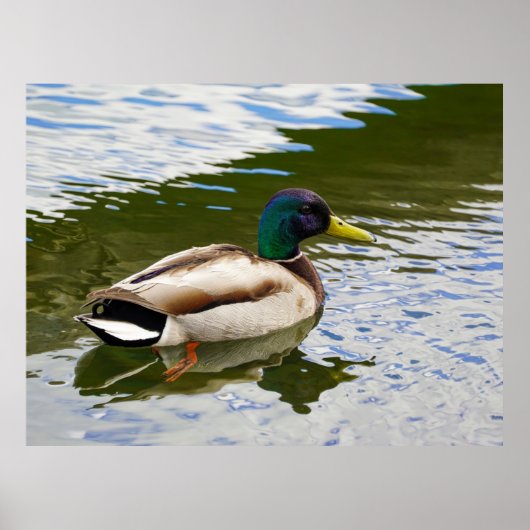 Beautiful Male Mallard Duck Postcard ポスター (正面)