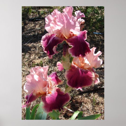Beautiful Maroon Dark Pink Flower Garden Poster ポスター (正面)