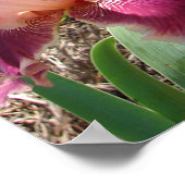 Beautiful Maroon Dark Pink Flower Garden Poster ポスター (角)