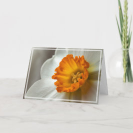 Beautiful Narcissus Bloom Macro カード
