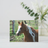 Beautiful Paint Horse Mare in Summer Pasture ポストカード (スタンド正面)