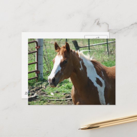 Beautiful Paint Horse Mare in Summer Pasture ポストカード (正面/裏面インサイチュ)