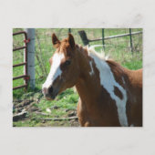 Beautiful Paint Horse Mare in Summer Pasture ポストカード (正面)