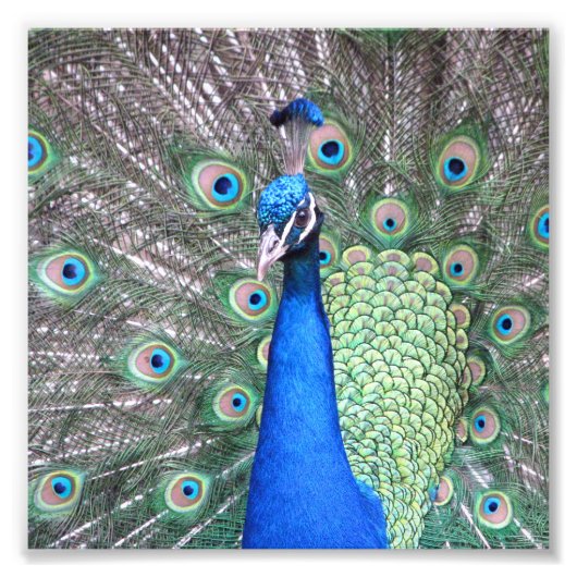 Beautiful Peacock Photo フォトプリント (正面)