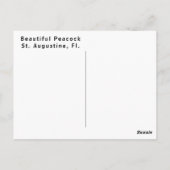 Beautiful Peacock Profile ポストカード (裏面)