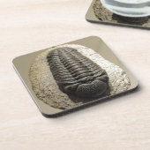 Beautiful Phacops trilobite fossil photo コースター (左側)