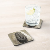 Beautiful Phacops trilobite fossil photo コースター (右側)