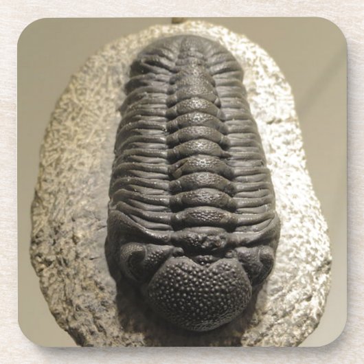 Beautiful Phacops trilobite fossil photo コースター (正面)
