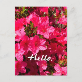 Beautiful Pink Azaleas Flowers Hello Postcards 2 ポストカード
