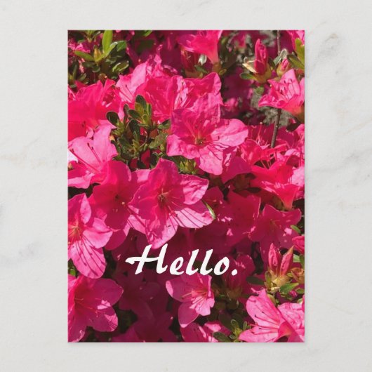 Beautiful Pink Azaleas Flowers Hello Postcards 2 ポストカード (正面)