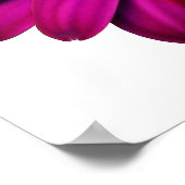 Beautiful Pink Daisy ポスター (角)