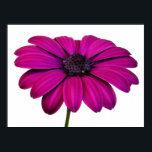 Beautiful Pink Daisy ポスター<br><div class="desc">Beautiful pink daisy. Matching items available in our store.</div>