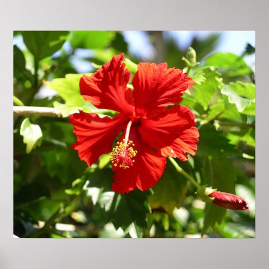 Beautiful Red Hawaiian Hibiscus Flower Poster ポスター (正面)