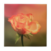 Beautiful Romantic Rose Photograph タイル (正面)