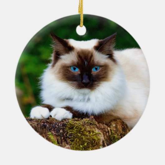 Beautiful Siamese Cat Photo Ceramic Ornament セラミックオーナメント (裏面)