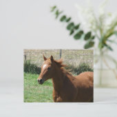 Beautiful Sorrel Gelding in Summer Pasture ポストカード (スタンド正面)