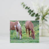 Beautiful Sorrel Gelding Paint Mare ポストカード (スタンド正面)