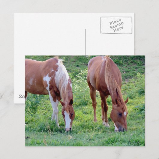 Beautiful Sorrel Gelding Paint Mare ポストカード (正面/裏面)