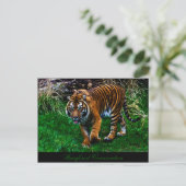 Beautiful Sumatran Tiger ポストカード (スタンド正面)