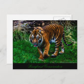 Beautiful Sumatran Tiger ポストカード (正面/裏面)