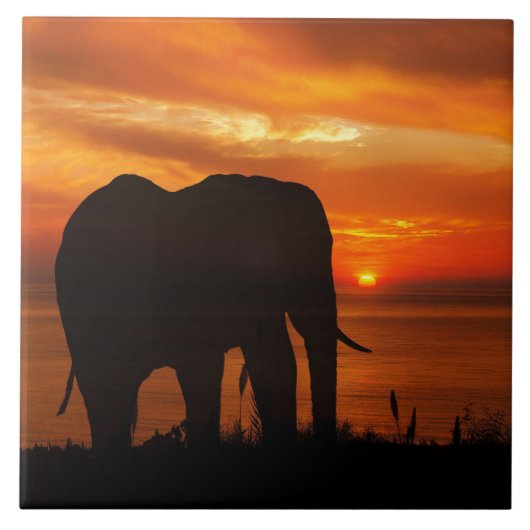 Beautiful Sunset with Silhouette of Elephant タイル (正面)
